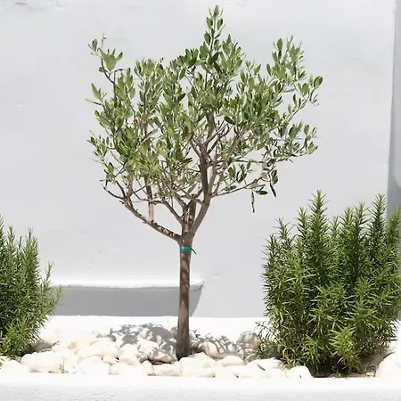 Swell S1 Maisonette In 나오우사